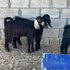 حفرتين للبيع