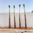 نخل واشنطونياء زينه