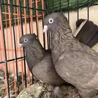 جوز حمام ايراني فارسي