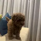toy poodles