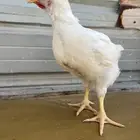 دجاج لاحم بحجم كيلو ومانين واكبر وأصغر