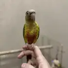 كنيور اناناس رد فاكتور اليف للبيع