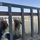 حراج سوق الغنم تبوك