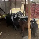 تيوس ماخاصي