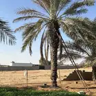 نخل العدد 13 الطول 4متر منها 6 سكري و7 متفرق