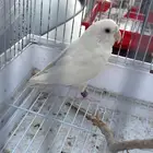 روز هدد للبيع