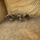 فروخ مهجنه براهما