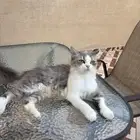 قطه للتبني الدمام حي المنار