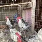 فيومي ديك30