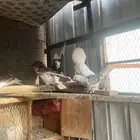 حمام بلجيكي وجاكوبين