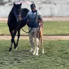 فرس إنجليزيه