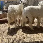 للبيع طليان طيبه