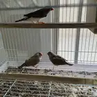 زيبرا ذكراسترالي وانثتين هولندي