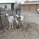 جذع مشروك بلدي حد 1100