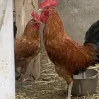 السلام عليكم العرض ديوك بلدي