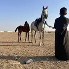 فراس واهو 2020 موليدها