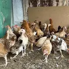 للبيع فروخ دجاج