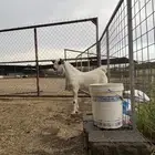 تيس بيشي اكحل معرف يصلح مشروع