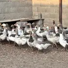 وز بلدي عرض بيع جملة(وادي الدواسر)