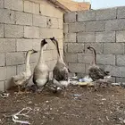 وز عراقي للبيع
