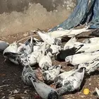 حمام بكستاني