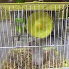 هامستر سوري للتبني