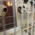 طيور حب بادجي   طيور زيبرا فينش للبيع