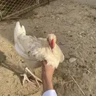 ديك كفو باكستاني العمر 7شهور يظرب وشرط