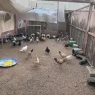 دواجن