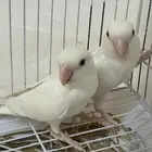 تم البيع
