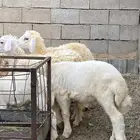بهم