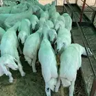 بهم طيب العدد 44 فيه 15 رخال جمله وتفريد