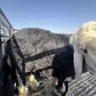 طلي نجدي ذبيحه طيبه وجزله
