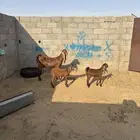 للبيع جفره قبرصيه رباع تحتها توم