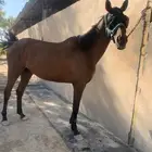 للبيع فرس جزيريه شعبيه العمر 5 سنوات لقاح شهر