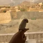 بغبغاء أروز للبيع الحد 250 قابل لتفاوض اط ير نوعن ما أليف