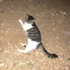 هذي غطه  انثى