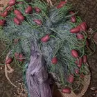 مخادج وشوار موجه