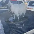 عنز حايل سديس تو طالع جمعها ديد سليم