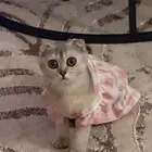 قطه سكوتش فولد للبيع