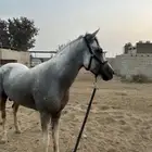 حصان شعبي