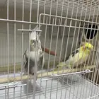 كروان ماشاء الله تبارك