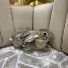 ارنب الحجم كبير اذنه الي يسار فيها قطع خفيف انثى علا السوم