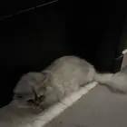 قط ذكر للتبني