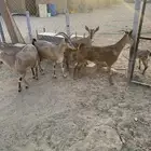 معزا هجين وعل