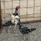 دجاج بكستاني