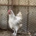 دجاجه ماران فرنسي