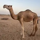 للبيع بكره لقيه