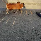 حسلان بلدي