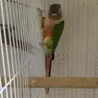 ذكور كنيور للبيع